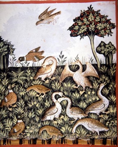 Fol.69v Kacsák és libák, illusztráció a „Tacuinum Santiatis Codex Vindobonensis”-ből (vellum) alkotó: Italian School