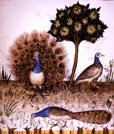 Fol.70r Pávák, illusztráció a "Tacuinum Santiatis Codex Vindobonensis"-ből (pergamen) alkotó: Italian School