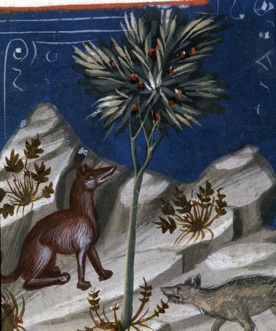 Róka és farkas, illusztráció a Justianus Codexből, 1350 alkotó: Italian School