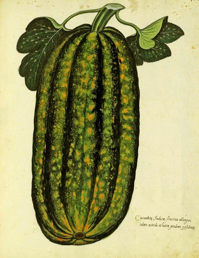 Zöld, hosszúkás tök, Ulisse Aldrovandi (1522 - 1605) tányérja, megjelent a Piante Fiori Fruttiban (kézzel színezett metszet). alkotó: Italian School