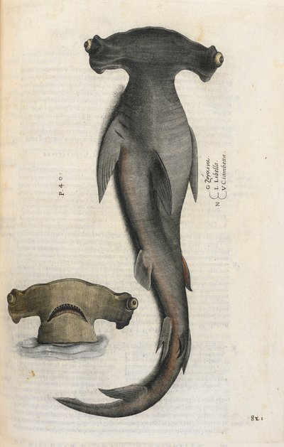Pörölycápa, illusztráció az „Aquatilium Animalium Historiæ liber primus”-ból, Ippolito Salviani alkotó: Italian School