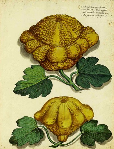 Heirloom Squash, Ulisse Aldrovandi alkotó: Italian School