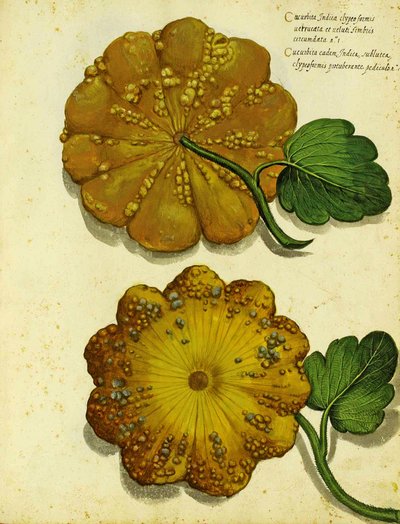 Heirloom Squash, Ulisse Aldrovandi alkotó: Italian School