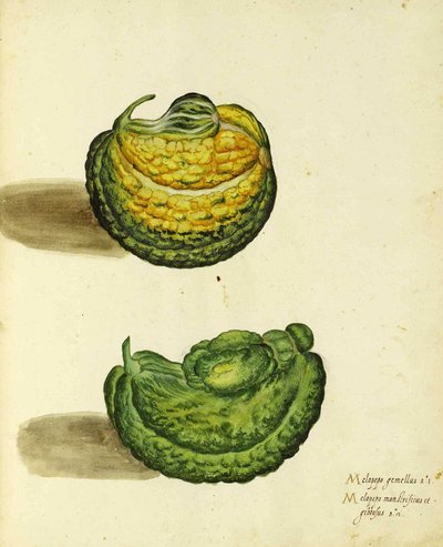 Heirloom Squash, Ulisse Aldrovandi alkotó: Italian School