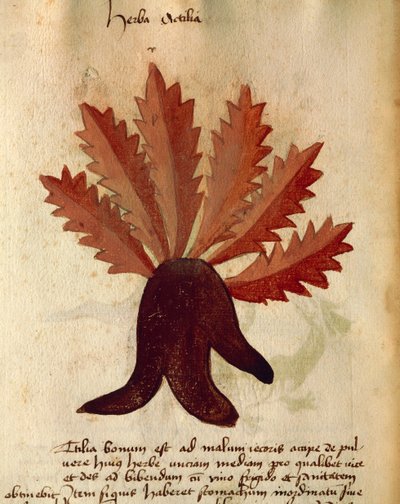 Herba Actila alkotó: Italian School