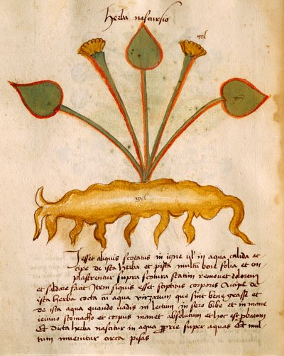 Herba Nasturzio, Orgione Rizzardo alkotó: Italian School