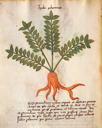 Herba Poleximos alkotó: Italian School