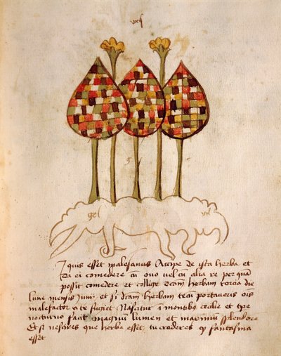 Herba Tedorixe, Orgione Rizzardo alkotó: Italian School