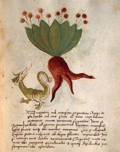 Herba Vermicularia alkotó: Italian School