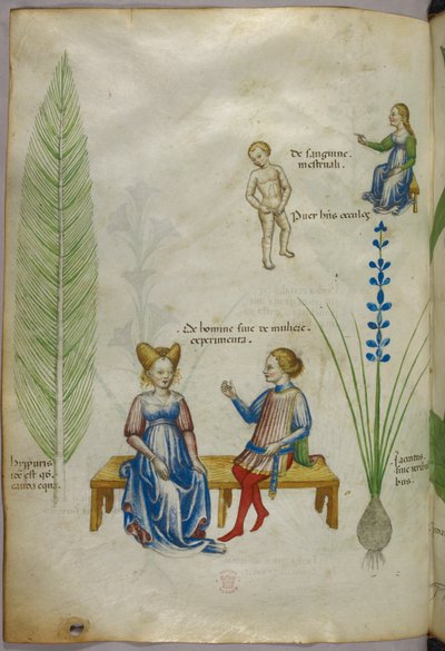 Illusztráció mezei zsurlóról [hyppuris] és íriszről [ jacintus]; az emberi szexualitás aspektusait ábrázoló ábrák, 1440 körül (tinta és szín, pergamen). alkotó: Italian School