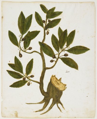 Babérfa (Laurus nobilis) (wc és tempera papíron) alkotó: Italian School