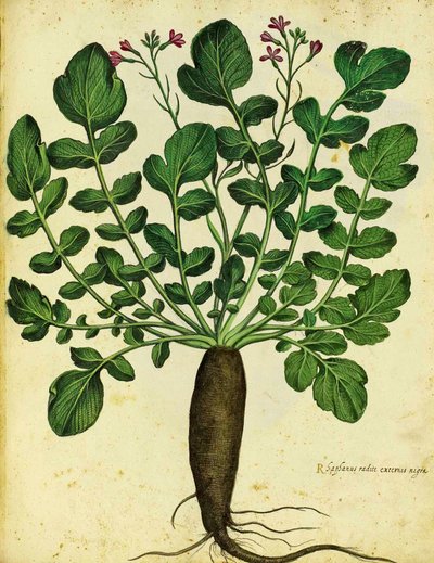 Hosszú fekete retek, Ulisse Aldrovandi alkotó: Italian School
