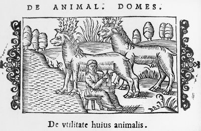 Rénszarvasfejés, illusztráció Olaus Magnus (1490-1558) Az északi nemzetek története című könyvéből, megjelent Rómában, 1555 alkotó: Italian School