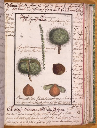 Ms 115 Chestnut, a Dizionario di Botanica cégtől (toll, tinta és WC papíron) alkotó: Italian School