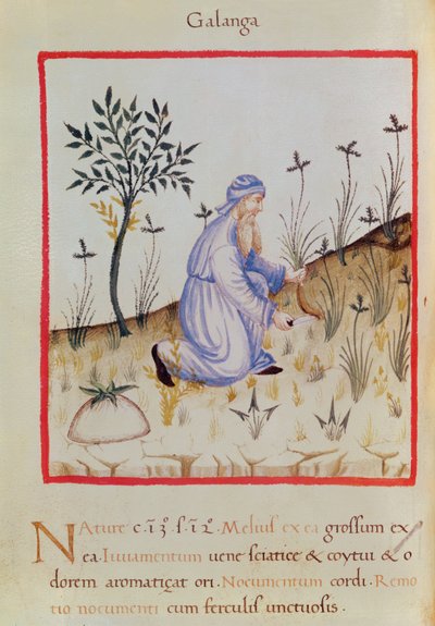Ms 3054 f.22 Galangal betakarítása, „Tacuinum Sanitatis” (vellum) alkotó: Italian School