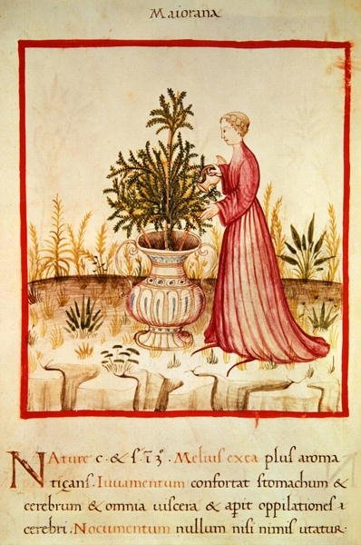 Ms 3054 fol.14v locsolómajoránna, a „Tacuinum Sanitatis”-ból (perselya) alkotó: Italian School