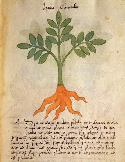 Ms 320 M fol.14r Herba Cancealis, Orgione Rizzardo "A Herbarius könyve és a gyógyszerkészítés módszerei" című könyvéből alkotó: Italian School