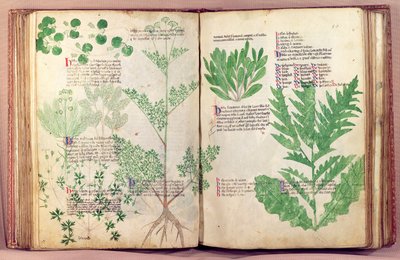 Ms Lat 6823 fol.19v & 80 Plants from De Herbis, Manfredus de Monte Imperiali, 1330-40 körül alkotó: Italian School