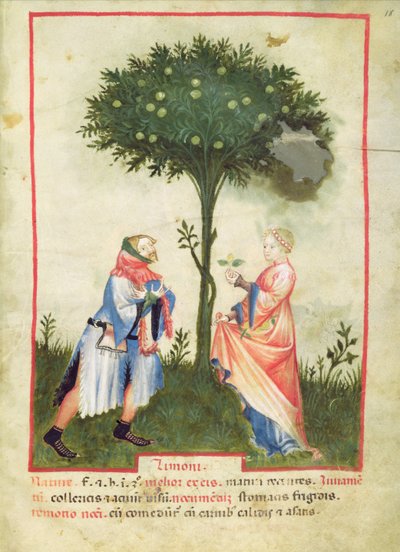 Nouv Acq Lat 1673 fol.18 Citrom betakarítása, Tacuinum Sanitatis, 1390-1400 körül alkotó: Italian School