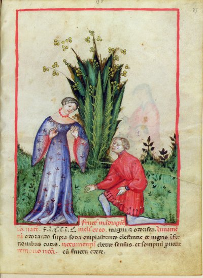 Nouv Acq Lat 1673 fol.85 Fruit of Mandrake, Tacuinum Sanitatis, 1390-1400 körül alkotó: Italian School
