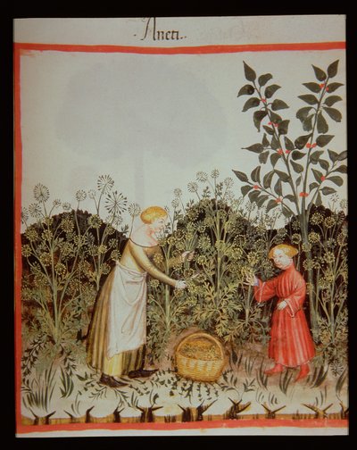 Nova 2644 f.32r Kaporgyűjtés alkotó: Italian School