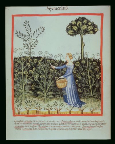 Nova 2644 f.41v Kömény betakarítása alkotó: Italian School