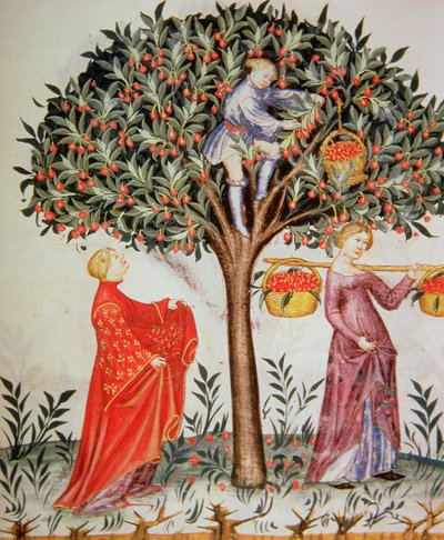 Nova 2644 fol.12r Cseresznye szedése, a Tacuinum Sanitatis Codex Vindobonensis-ből alkotó: Italian School
