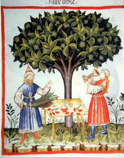 Nova 2644 fol.14r Szerecsendió gyűjtése, a Tacuinum Sanitatistől alkotó: Italian School