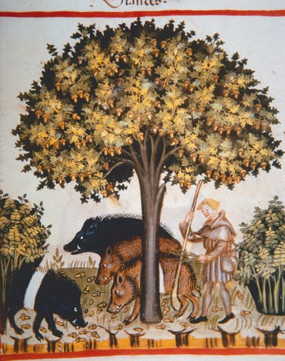 Nova 2644 fol.15r Makk betakarítása, Tacuinum Sanitatis Code Vindobonensis alkotó: Italian School