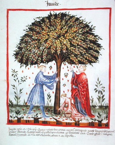 Nova 2644 fol.15v Gyűjtés Jujubes, a Tacuinum Sanitatis Codex Vindobonensisből (pergamen) alkotó: Italian School