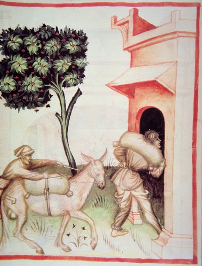 Nova 2644 fol.91v Olívaolaj: az olajbogyók szállítása, a Tacuinum Sanitatis alkotó: Italian School
