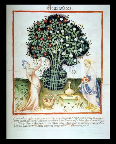 Nova 2644 fol.93r rózsavíz, a bécsi Tacuinum Sanitatis kódexből alkotó: Italian School