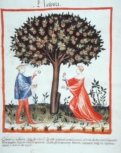 Nove 2644 fol.10v Gathering Walnuts, a Tacuinum Hygiene Code Vindobonensis-től (perganyosan) alkotó: Italian School
