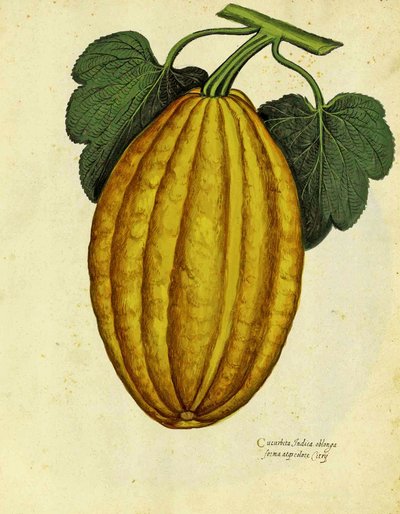 Ulisse Aldrovandi hosszúkás squash alkotó: Italian School