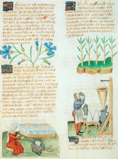 Oldal a Tractatus de Herbisből, Dioscorides Pedaniustól alkotó: Italian School