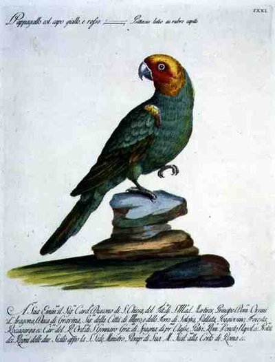 Papagáj, 1767-76 körül (kézi színes metszet) alkotó: Italian School