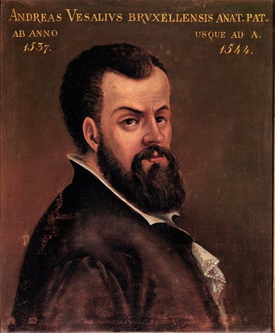 Andre Vesale (Andreas Vesalius) (1514-1564), anatómus és az olasz iskola névtelen V. Károly festményének doktora portréja. 16. századi Padova, Egyetem alkotó: Italian School