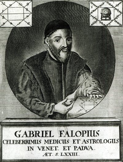 Gabriel Fallopius (1523-62) portréja alkotó: Italian School