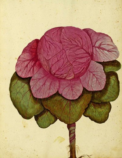 Veronai káposzta, Ulisse Aldrovandi alkotó: Italian School