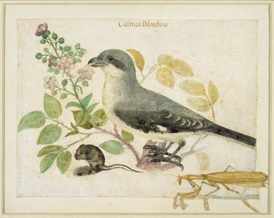 Shrike és egy imádkozó sáska (wc papíron) (a Cassiano dal Pozzo Papírmúzeum számára) alkotó: Italian School