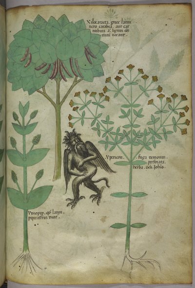 Sloane 4016 f.103 Növények miniatűrje és egy démon: az Ypericon gyógynövény, állítólag elriasztotta a démonokat, a 