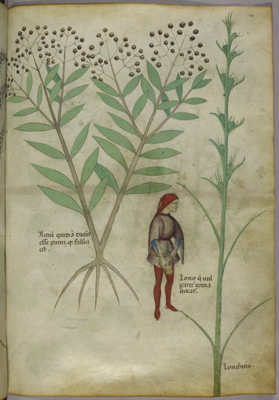 Sloane 4016 f.54 Fazékba vizelő férfi, „Tractatus de Herbis”, 1440 körül (vellum) alkotó: Italian School