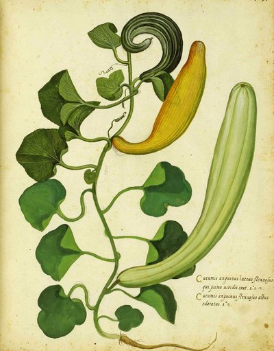 Ulisse Aldrovandi kígyótök alkotó: Italian School