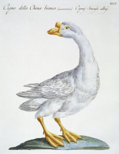Hattyú, 1767-76 körül (kézzel színezett metszet) alkotó: Italian School