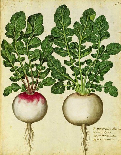 Fehérrépa – Ulisse Aldrovandi alkotó: Italian School
