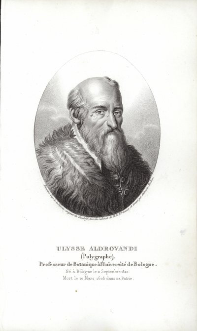 Ulisse Aldrovandi alkotó: Italian School
