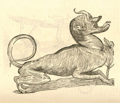 Canis monstroso capite illusztrációja Aldrovandis Szörnyek története , 1642 alkotó: Italian School