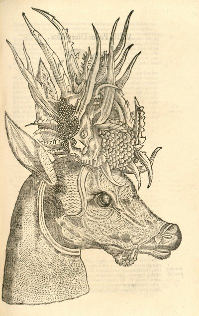 Capreolus Polyceros illusztrációja Aldrovandis Szörnyek története , 1642 alkotó: Italian School