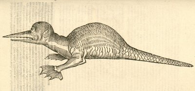 Draco marinus monophthalmos bipes illusztrációja Aldrovandis Szörnyek története , 1642 alkotó: Italian School