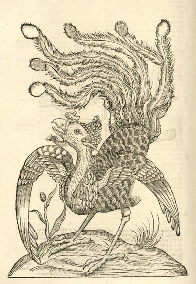 Gallus Indicus auritus tridactylus illusztrációja az Aldrovandis Szörnyek története , 1642 - ből alkotó: Italian School